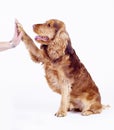 Cocker Spaniel male dog give five, 1 year old Royalty Free Stock Photo