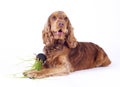 Cocker Spaniel male dog playing, 1 year old Royalty Free Stock Photo