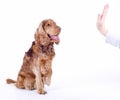 Cocker Spaniel male dog sitting, 1 year old Royalty Free Stock Photo