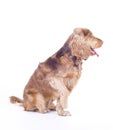 Cocker Spaniel male dog sitting, 1 year old Royalty Free Stock Photo