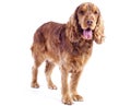 Cocker Spaniel male dog standing, 1 year old Royalty Free Stock Photo