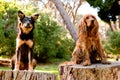 Cocker spaniel and mutt Royalty Free Stock Photo