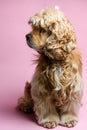 Cocker spaniel on a pink background Royalty Free Stock Photo