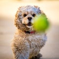 Cocker Spaniel Playing Fetch