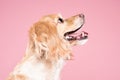 Cocker Spaniel portrait in pink background Royalty Free Stock Photo