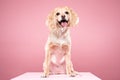 Cocker Spaniel portrait in pink background Royalty Free Stock Photo