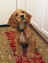 Cocker spaniel puppy