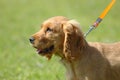 Cocker Spaniel puppy Royalty Free Stock Photo