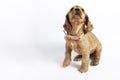 Cocker Spaniel Puppy Royalty Free Stock Photo