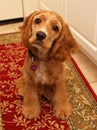 Cocker spaniel puppy #2