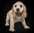 Cocker Spaniel Puppy Royalty Free Stock Photo