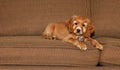 Cocker spaniel puppy on couch Royalty Free Stock Photo