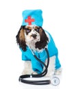 Cocker Spaniel puppy dressed in clothes doctor with stethoscope. isolated on white Royalty Free Stock Photo