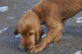 Cocker spaniel puppy eating an oyster on the beach Royalty Free Stock Photo