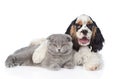 Cocker Spaniel puppy embracing young kitten. isolated on white