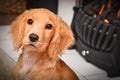 Cocker spaniel puppy by the fire keeping warm Royalty Free Stock Photo