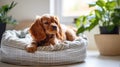 Cocker spaniel puppy lies in a dog bed. Cute puppy. Royalty Free Stock Photo