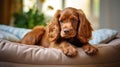 Cocker spaniel puppy lies in a dog bed. Cute puppy. Royalty Free Stock Photo