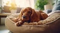 Cocker spaniel puppy lies in a dog bed. Cute puppy. Royalty Free Stock Photo