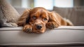 Cocker spaniel puppy lies in a dog bed. Cute puppy. Royalty Free Stock Photo