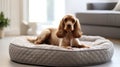 Cocker spaniel puppy lies in a dog bed. Cute puppy. Royalty Free Stock Photo