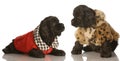 Cocker spaniel puppy littermates Royalty Free Stock Photo