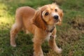 Cocker spaniel puppy in sunlight