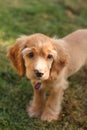 Cocker spaniel puppy in sunlight Royalty Free Stock Photo