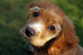 Cocker spaniel puppy in sunlight