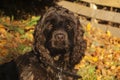 Cocker Spaniel Puppy Sunlight Royalty Free Stock Photo