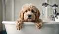 Cocker Spaniel puppy taking a bath in a bathtub. Royalty Free Stock Photo