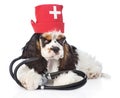 Cocker Spaniel puppy wearing hat doctor with stethoscope. isolated on white Royalty Free Stock Photo