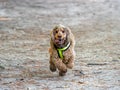 English Cocker Spaniel Running fast Royalty Free Stock Photo