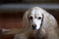 Cocker Spaniel with Sad Look Royalty Free Stock Photo