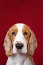 Cocker Spaniel series. Royalty Free Stock Photo