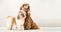 Cocker spaniel and Shih tzu, dogs on white background