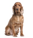 Cocker Spaniel sitting (3 years old) Royalty Free Stock Photo