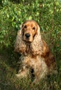 Cocker spaniel sitting outside