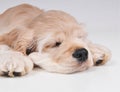 Cocker Spaniel sleeping close up.