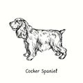 Cocker Spaniel standing side view. Ink black and white doodle drawing Royalty Free Stock Photo