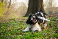 Cocker Spaniel Trying to Catch a Frisbe Royalty Free Stock Photo