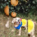 Cocker spaniel in halloween snowwhite