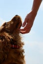 Cocker spaniel and woman hand