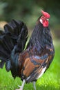 Cockerel