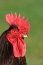 The Cockerel