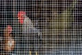 Cockerel and chicken blurred behind bars Royalty Free Stock Photo