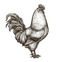 Cockerel, cock, rooster sketch. Drawn vintage vector illustration