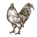 Cockerel, cock, rooster sketch. Hand-drawn vintage vector illustration