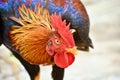 Cock close up portrait. Fighting rooster.