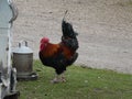 Cockerel feeding. Royalty Free Stock Photo